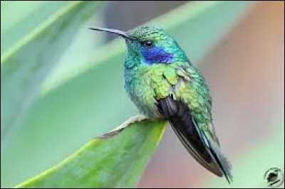 Quel est le poids d'un colibri ?