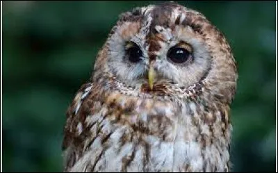 Quel est cet oiseau ?