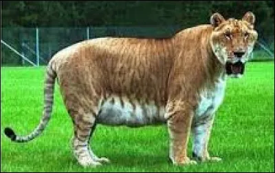 De quelle union est né le ligre ?