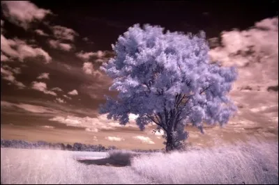 Il écrivait "à celle qui est trop gaie" : "Et le printemps et la verdure ont tant humilié mon coeur que j'ai puni sur une fleur l'insolence de la nature", mais il est plus connu pour avoir écrit "Spleen" :