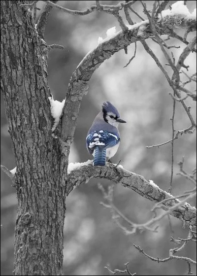 Cette chanson se termine par "Chanson de printemps, chansonnette d'amour, chanson de vingt ans chanson de toujours" et commence par " Y a d'la joie, bonjour bonjour bonjour les hirondelles", qui la chantait ?
