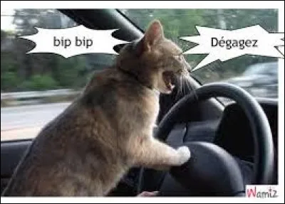 Quels animaux ont la priorité sur toutes les autoroutes ?