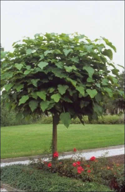 Cet arbre est un catalpa. Pouvez-vous reconnaître ses fruits ?