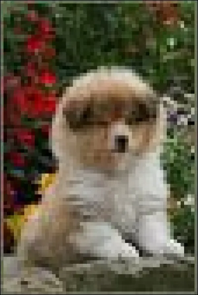 De quelle race est ce chiot ?