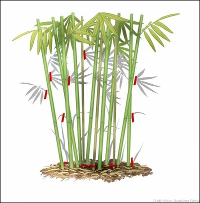 Lequel de ces poissons ne correspond pas à un biotop asiatique ?