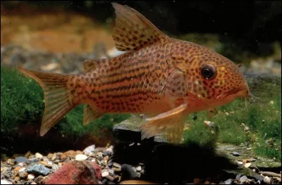 Le corydoras est aussi appelé :