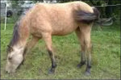 &Agrave; quelle famille de robe appartient ce cheval ?