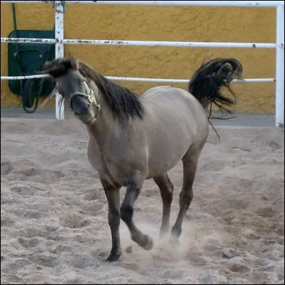 &Agrave; quelle robe appartient ce cheval ?