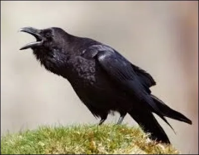 Quel est le cri du corbeau ?