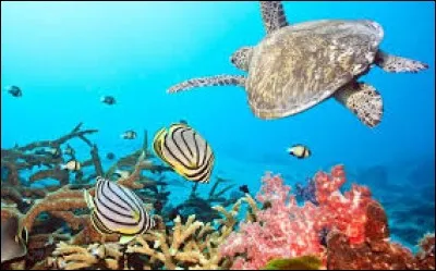 Qui a écrit "Vingt mille lieues sous les mers" ?