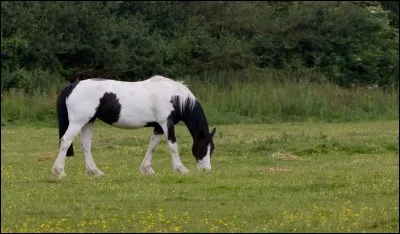 Vous préférez les chevaux pie ou alezan ?