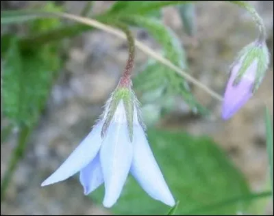 Des fleurs très petites, en cloche, bleu pâle et cinq étamines, des tiges et des feuilles rugueuses. Quelle est cette plante ?