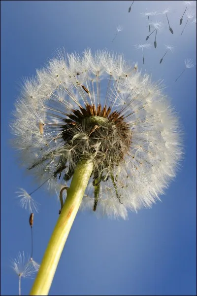 Il disperse les graines et est représenté par Éole.