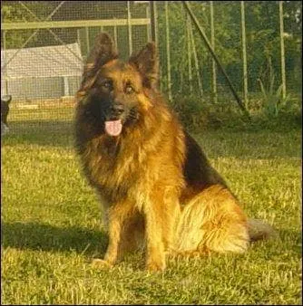 Quelle est la race de ce chien ?