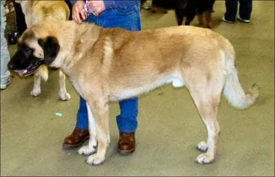 Quelle est la race de ce chien ?