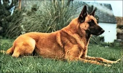 Quelle est la race de ce chien ?