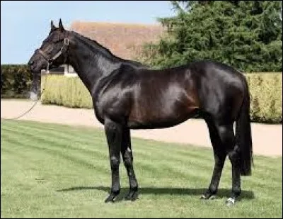 Les éleveurs normand conservent l'espesse de leurs étalons dans leurs ferme.