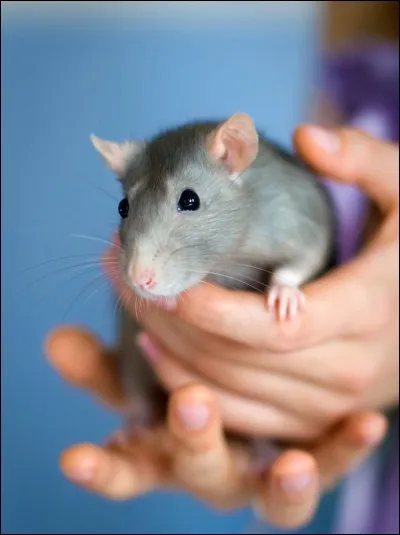 Prénom et surnom populaire du rat !