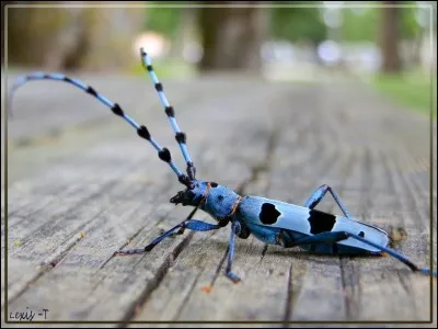 Prénom et insecte ou vélocipède !