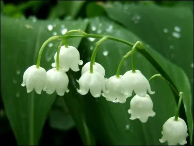 Quels troubles le muguet peut-il apporter, par sa toxicité ?