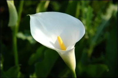 Quel nom porte aussi la fleur nommée arum ?