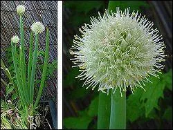 A base de quoi est prpare la 'pure soubise' ?