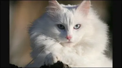 Si tu étais un chat de clan, tu voudrais par dessus tout...