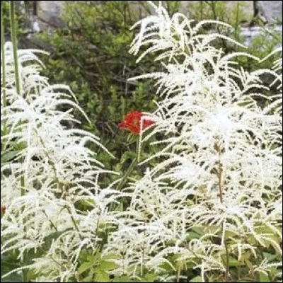 Barbe-de-bouc est une appellation peu délicate pour une plante aussi élégante. Quelle autre dénomination beaucoup plus noble porte-t-elle ?