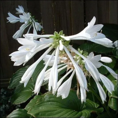 Rustique, vivace, très décorative aux fleurs de couleur allant du blanc pur au tendre mauve et à l'odeur délicate.