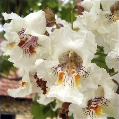 La floraison de cet arbre est un pur enchantement, il suffit d'en regarder l'illustration pour s'en faire une idée.