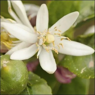 Quelle profession utilise le bois de cet arbre, dont vous reconnaissez les fleurs, en raison de sa blondeur et du poli qu'il rend une fois travaillé ?