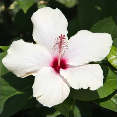 De quel arbuste peut-on consommer les fruits ?