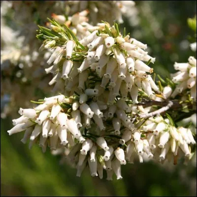 800 espèces et 2 genres pour une grande famille !