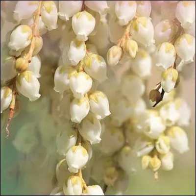 C'est un arbuste aux fleurs disposées en multiples grappes, dont le feuillage vire au rouge au printemps, il porte le nom d'une splendide princesse éthiopienne et aussi d'une galaxie. Quel est-il ?
