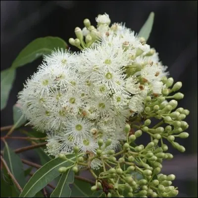 Voici les fleurs d'un arbre venu d'Australie dont on utilise les vertus pour en faire des médicaments traitant les voies respiratoires.