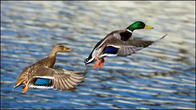 Canard colvert - La femelle colvert se trouve-t-elle à gauche ou à droite de la photo ?