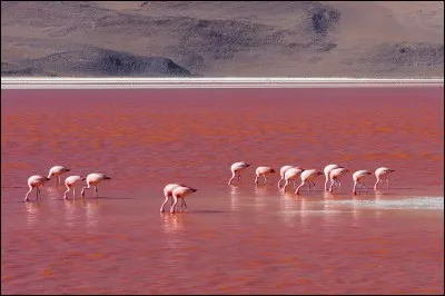 Flamant - Vrai ou faux ? Le rose est la seule couleur des flamants adultes.