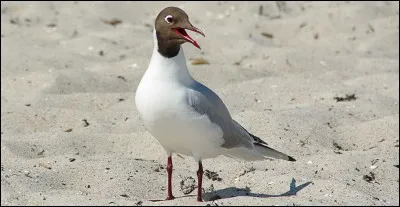 Mouette - Ici, la mouette est...