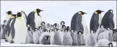 Manchot - Quand le film "La Marche de l'empereur" est-il sorti ?