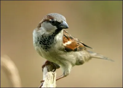 Moineau - Quel organe du moineau ai-je si je suis un peu bête ?