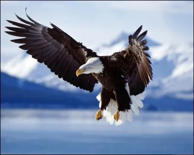 De quel pays cet oiseau est-il le symbole ?