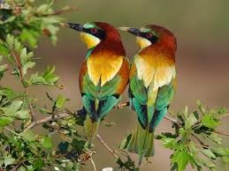 Quiz Oiseaux