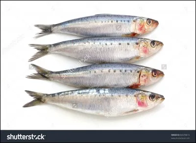 Animal et galon militaire !