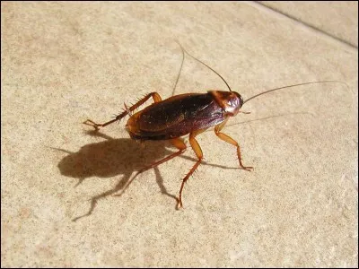 Animal et morosité !