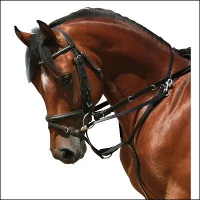 Parmi ces enrênements, lequel ne peut pas être utilisé à la longe ?