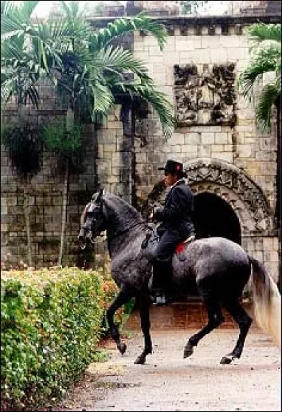 Quelle est l'orientation du cheval présenté sur la photo ?