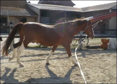 Parmi ces tares, laquelle est une tare dure ?