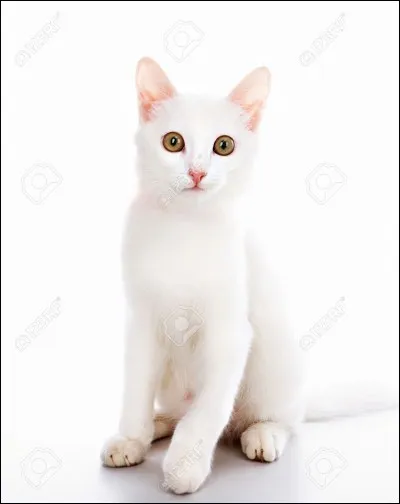 Quel est le lien de parenté entre Cur de Feu et Nuage de Neige ?