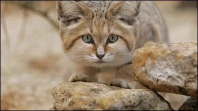 Qui est le mentor de Nuage de Sable ?