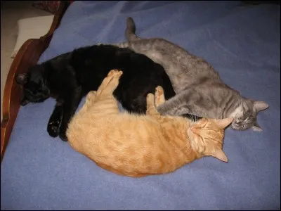 Nuage de Feu, apprenti, a deux "ennemis". Qui sont-ils ?